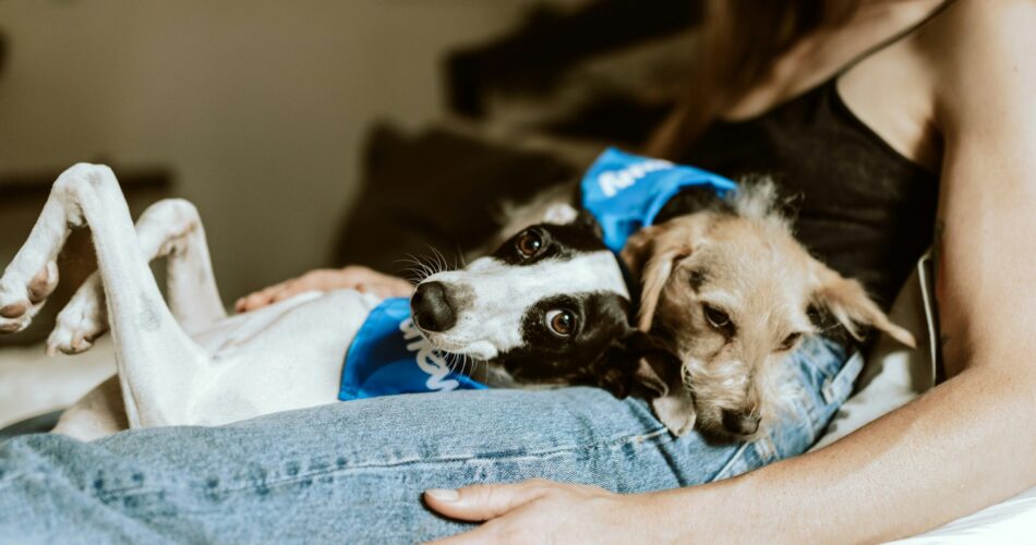 Photo by Chewy on Unsplash